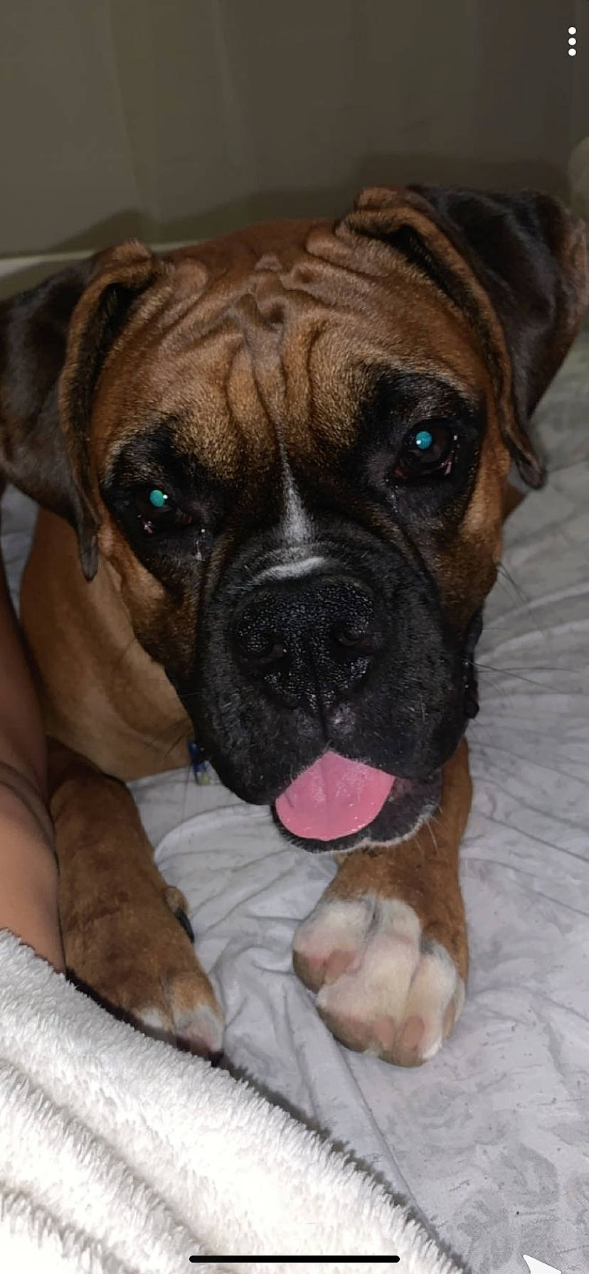 Cooper joined the competition — help win amazing prizes! american_mastiff, boerboel, boxer, bullmastiff, canidae, carnivore, companion_dog, dog, dog_breed, english_mastiff, fawn, korean_mastiff, mammal, old_english_bulldog, olde_english_bulldogge, ori_pei, snout, valley_bulldog, vertebrate, wrinkle