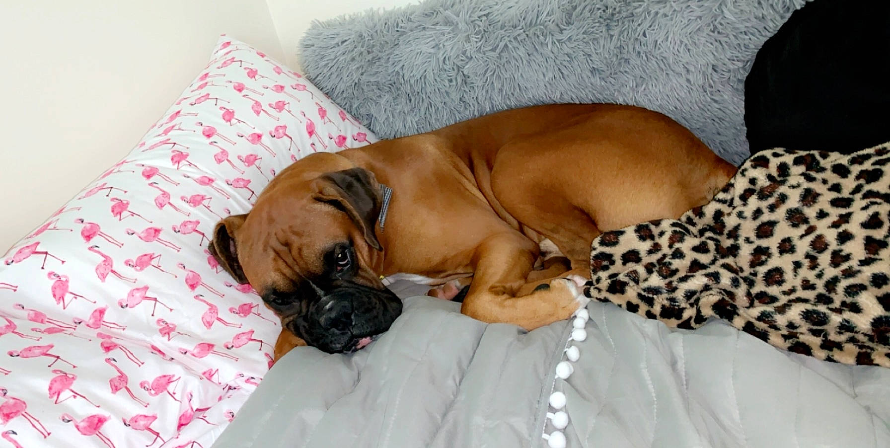 Cooper is registered to the contest to win money with this photo: bavarian_mountain_hound, black_mouth_cur, boerboel, boxer, bullmastiff, canidae, carnivore, companion_dog, dog, dog_breed, english_mastiff, fawn, korean_mastiff, mammal, nap, puggle, snout, tosa, vertebrate