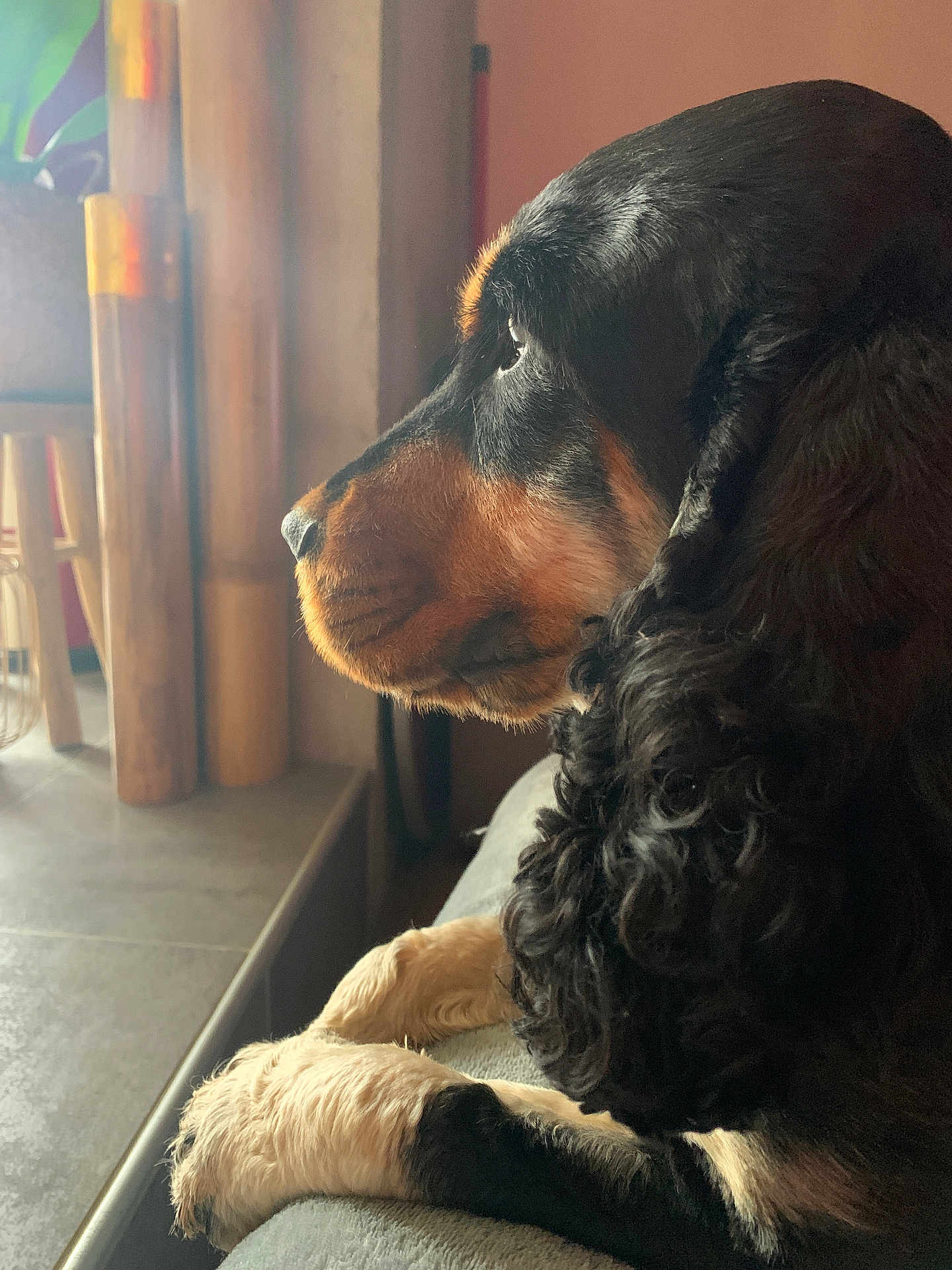 Stark participe au concours pour gagner de l'argent avec cette photo : dog, pet, indoor, window, paws, curly_fur, black_fur, tan_fur, side_profile, relaxed, cozy, furniture, wood, natural_light, calm, animal, mammal, looking_out, home, resting