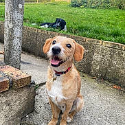 Ruben a rejoint le concours — aidez-le/la à gagner de superbes lots ! dog, canine, pet, outdoor, grass, concrete, step, collar, happy, tongue_out, garden, fence, shed, brown_dog, black_and_white_dog, smiling, sitting, yard, animal, nature