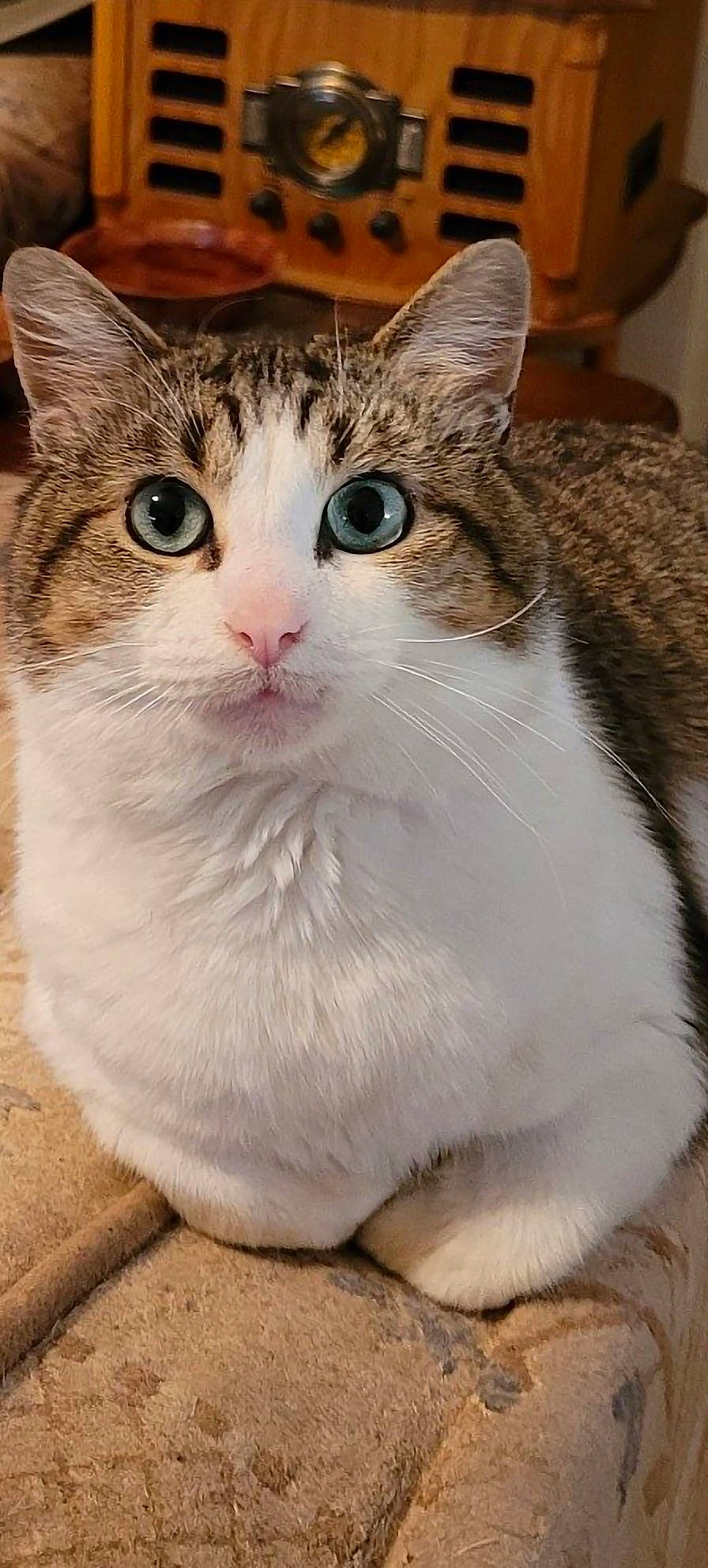 Sweet Pea is registered to the contest to win money with this photo: carnivore, cat, collar, domestic_short_haired_cat, door, eye, felidae, fur, iris, paw, small_to_medium_sized_cats, snout, terrestrial_animal, whiskers, window