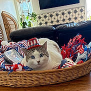 Joy Driessen is registered to the contest to win money with this photo: cat, blue_eyes, basket, patriotic, red_white_blue, hat, indoor, wicker_chair, leather_couch, decorations, table, glass_candy_dish, plant, window, sunlight, face, resting, holiday, festive, cute
