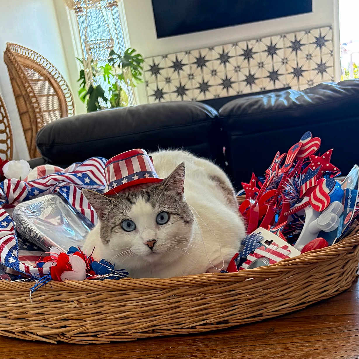 Joy Driessen is registered to the contest to win money with this photo: cat, blue_eyes, basket, patriotic, red_white_blue, hat, indoor, wicker_chair, leather_couch, decorations, table, glass_candy_dish, plant, window, sunlight, face, resting, holiday, festive, cute