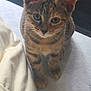 abyssinian, animal, bed, blanket, cat, couch, egyptiancat, furniture, kitten, manx, person, pet