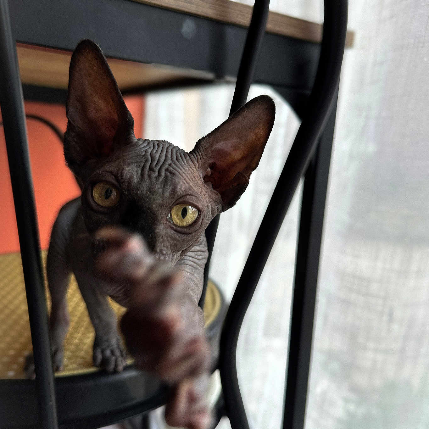 Valak a rejoint le concours — aidez-le/la à gagner de superbes lots ! abyssinian, animal, armchair, blackcat, cat, chair, egyptiancat, figurine, furniture, handrail, kitten, manx, pet, plywood, siamese, wood