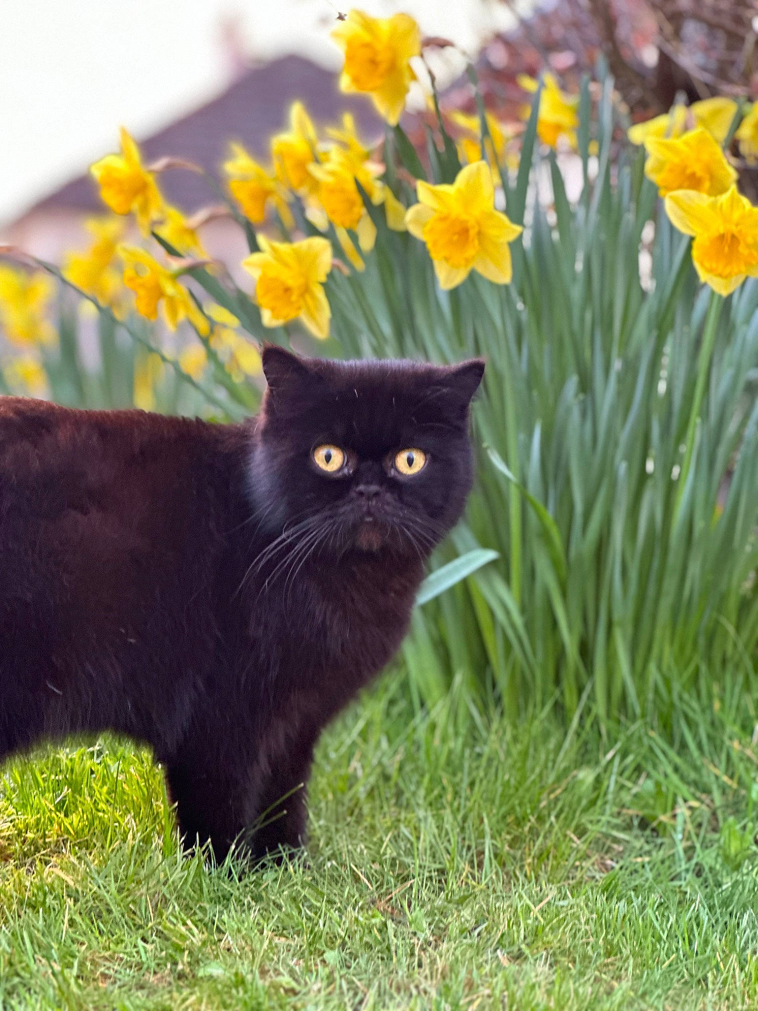 Ronny a rejoint le concours — aidez-le/la à gagner de superbes lots ! annual_plant, black_cat, bombay, carnivore, cat, domestic_short_haired_cat, felidae, flower, flowering_plant, fur, grass, groundcover, herbaceous_plant, petal, plant, shrub, small_to_medium_sized_cats, tail, terrestrial_animal, whiskers