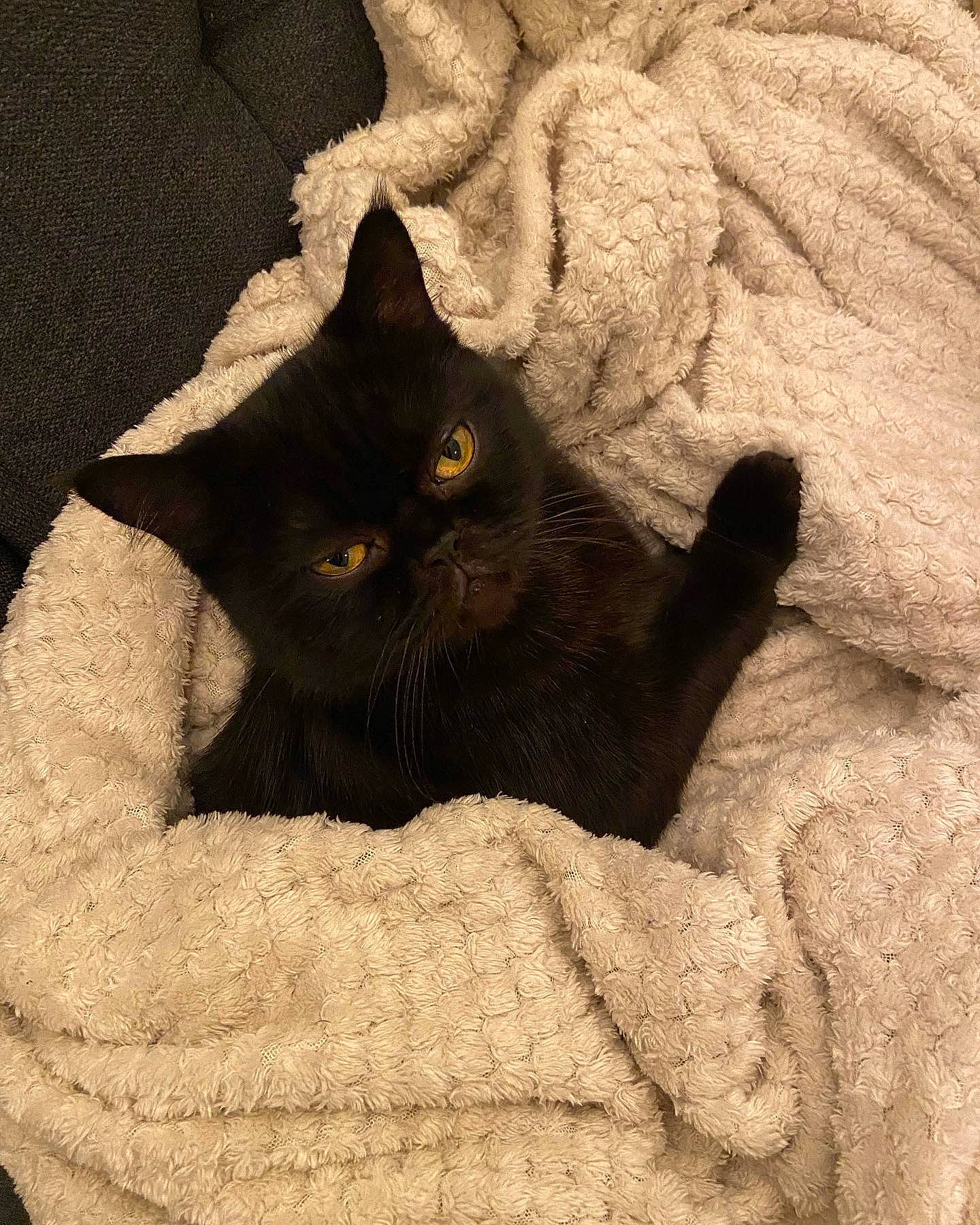 Ronny a rejoint le concours — aidez-le/la à gagner de superbes lots ! black_cat, bombay, carnivore, cat, cat_supply, comfort, domestic_short_haired_cat, felidae, fur, grey, linens, sand, shadow, small_to_medium_sized_cats, tail, terrestrial_animal, tints_and_shades, whiskers, wood, working_animal