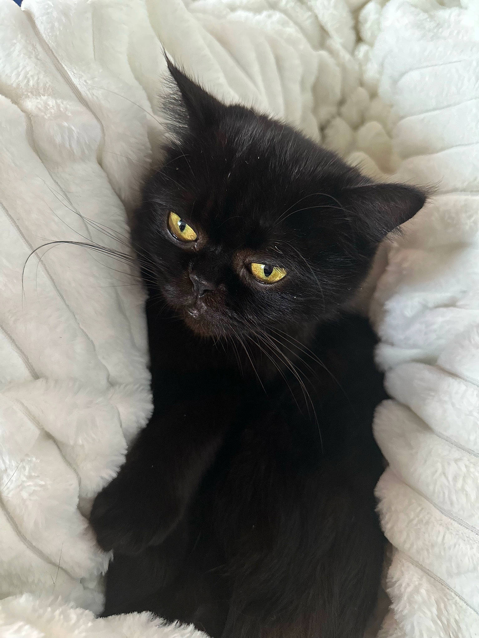 Ronny participe au concours pour gagner de l'argent avec cette photo : black_cat, bombay, carnivore, cat, claw, comfort, domestic_short_haired_cat, felidae, fur, grey, small_to_medium_sized_cats, snout, tail, terrestrial_animal, vertebrate, whiskers