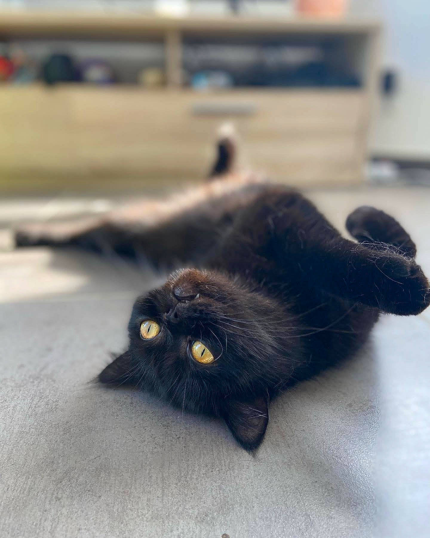Ronny participe au concours pour gagner de l'argent avec cette photo : asphalt, black_cat, bombay, carnivore, cat, claw, domestic_short_haired_cat, felidae, flooring, fur, grey, paw, road_surface, shadow, small_to_medium_sized_cats, snout, tail, terrestrial_animal, whiskers