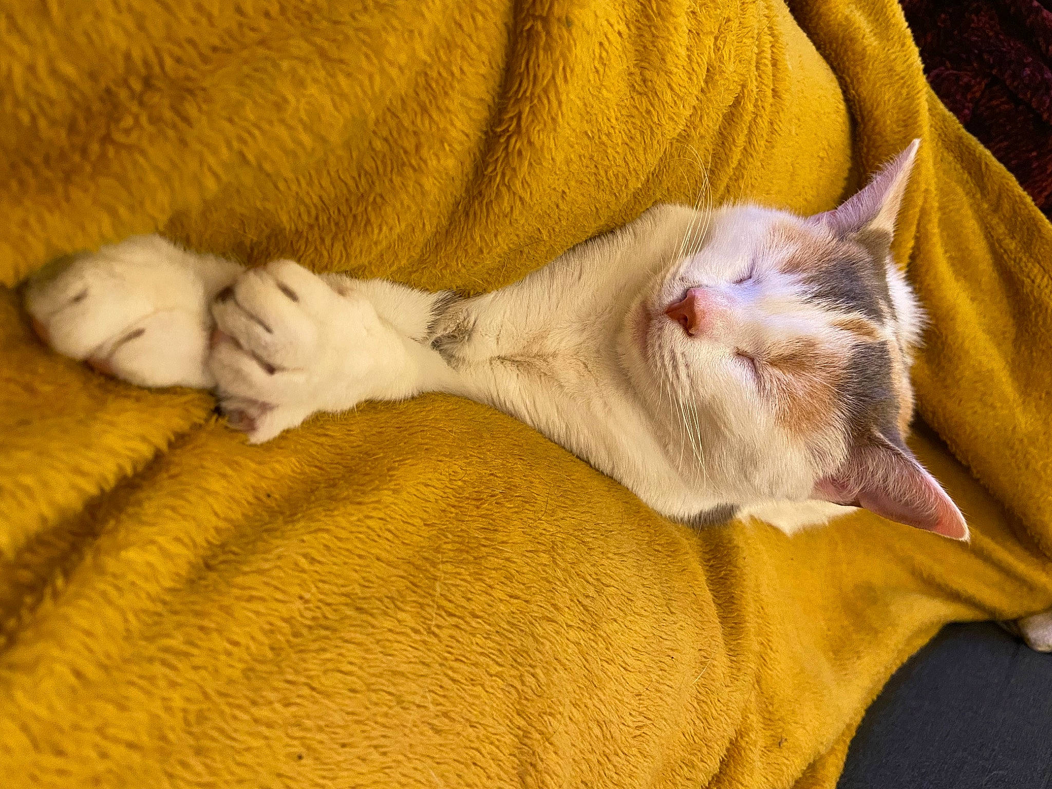 Palma a rejoint le concours — aidez-le/la à gagner de superbes lots ! carnivore, cat, claw, comfort, domestic_short_haired_cat, ear, fawn, felidae, fur, gesture, mammal, nail, nap, paw, sleep, small_to_medium_sized_cats, snout, tail, vertebrate, whiskers