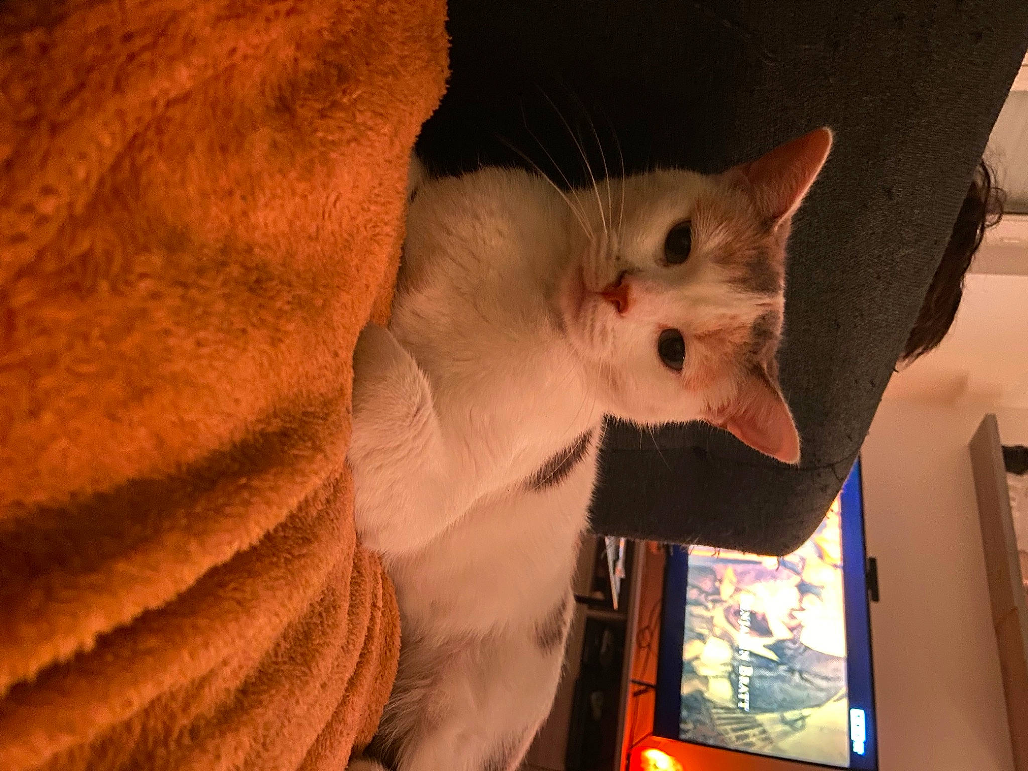 Palma a rejoint le concours — aidez-le/la à gagner de superbes lots ! carnivore, cat, display_device, domestic_short_haired_cat, ear, fawn, felidae, fur, paw, small_to_medium_sized_cats, snout, tail, whiskers, wood