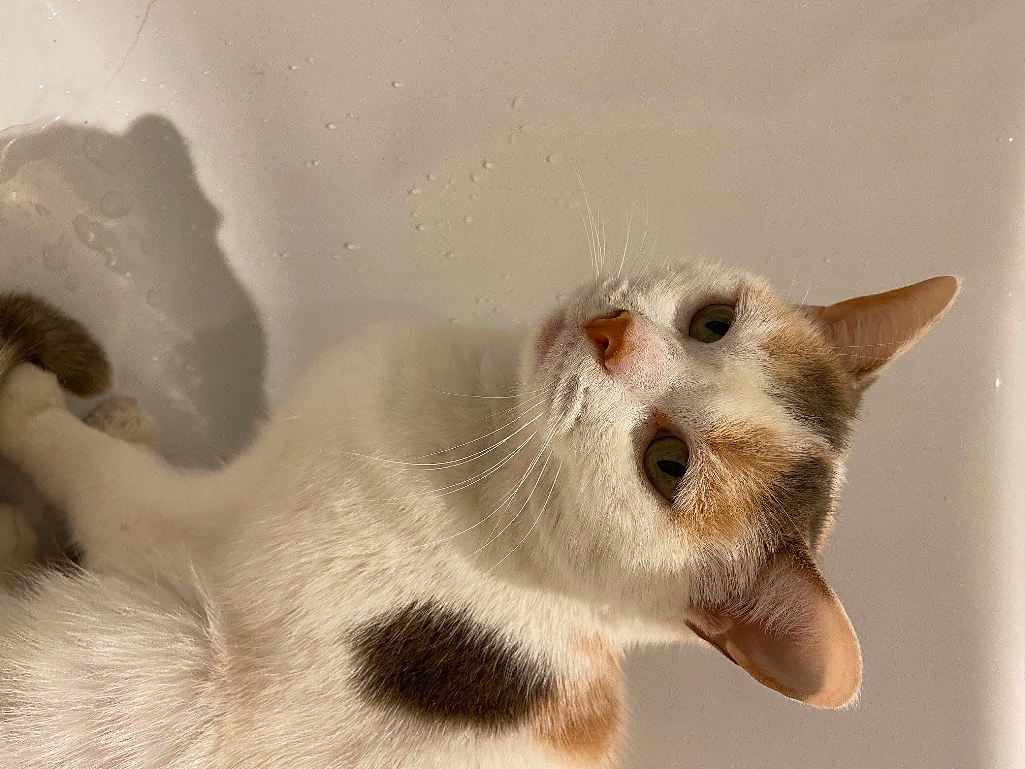 Palma a rejoint le concours — aidez-le/la à gagner de superbes lots ! canidae, carnivore, cat, claw, domestic_short_haired_cat, ear, fawn, felidae, fur, paw, small_to_medium_sized_cats, tail, terrestrial_animal, whiskers, wildlife