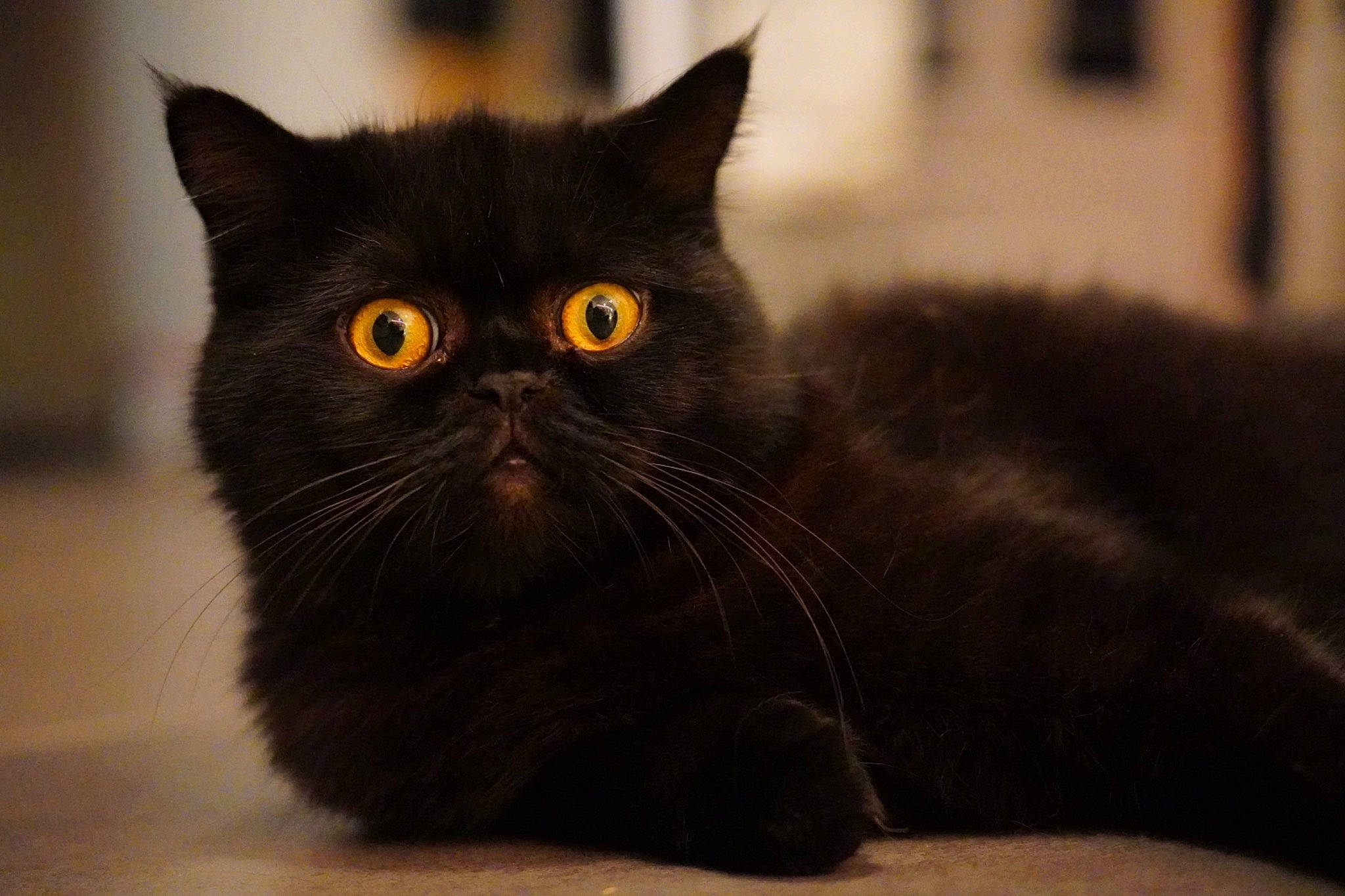 Ronny participe au concours pour gagner de l'argent avec cette photo : black_cat, bombay, british_shorthair, carnivore, cat, claw, domestic_short_haired_cat, felidae, fur, grey, paw, small_to_medium_sized_cats, snout, tail, terrestrial_animal, whiskers, wildlife