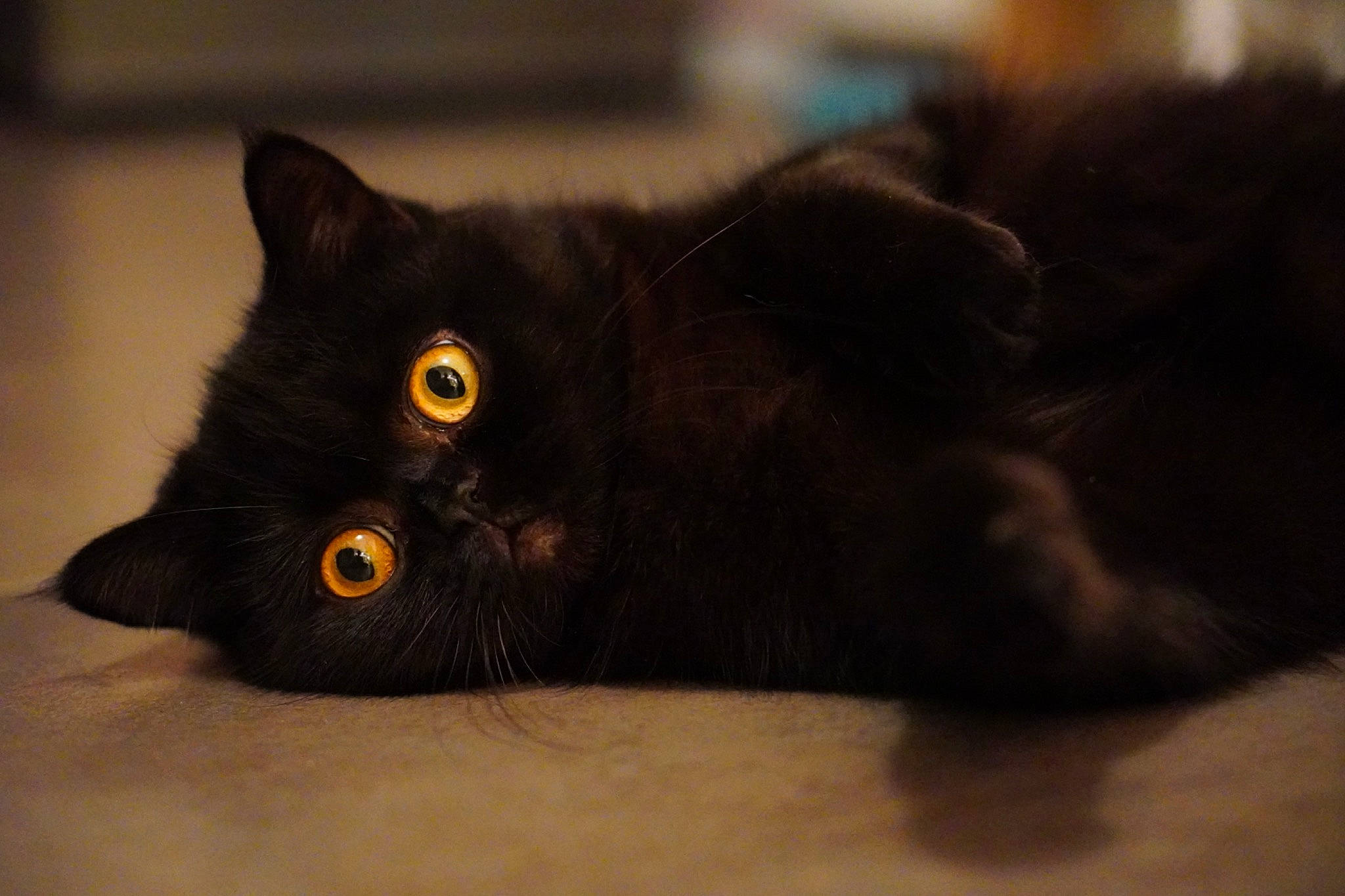 Ronny participe au concours pour gagner de l'argent avec cette photo : black_cat, bombay, carnivore, cat, claw, domestic_short_haired_cat, felidae, fur, small_to_medium_sized_cats, snout, tail, terrestrial_animal, whiskers