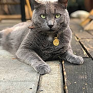 Moï a rejoint le concours — aidez-le/la à gagner de superbes lots ! cat, gray_cat, pet, animal, outdoor, green_eyes, collar, tag, wooden_floor, stone_floor, close_up, portrait, relaxed, feline, whiskers, paws, domestic_cat, resting, focused, fur