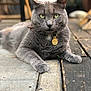cat, gray_cat, pet, animal, outdoor, green_eyes, collar, tag, wooden_floor, stone_floor, close_up, portrait, relaxed, feline, whiskers, paws, domestic_cat, resting, focused, fur