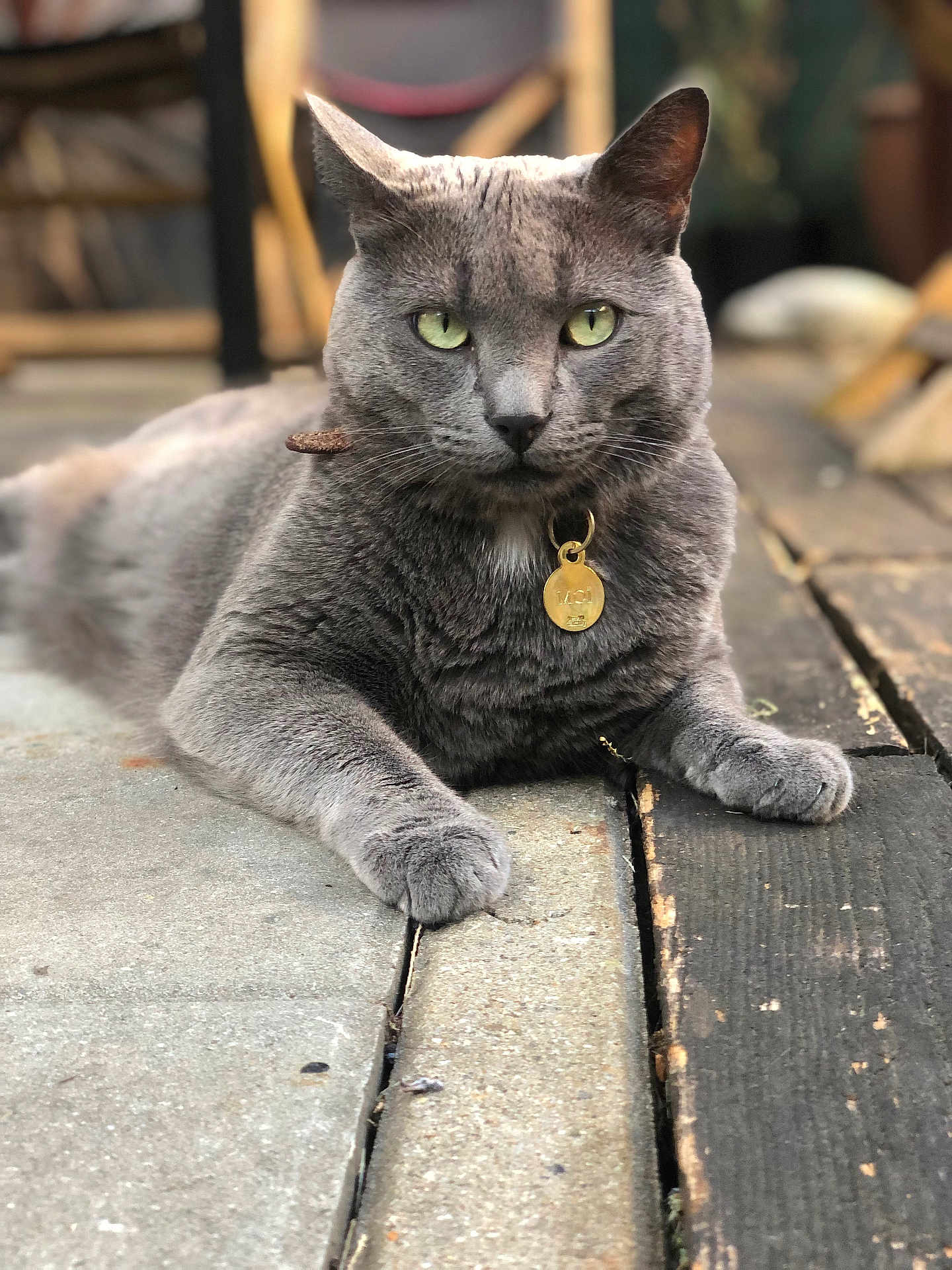 Moï a rejoint le concours — aidez-le/la à gagner de superbes lots ! cat, gray_cat, pet, animal, outdoor, green_eyes, collar, tag, wooden_floor, stone_floor, close_up, portrait, relaxed, feline, whiskers, paws, domestic_cat, resting, focused, fur