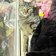 Bug joined the competition — help win amazing prizes! cat, tabby_cat, window, sunlight, plush_toys, blanket, indoor, pet, feline, resting, cozy, fur, paw, green_eyes, reflection, soft_texture, animal, domestic, cute, relaxing