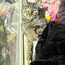 cat, tabby_cat, window, sunlight, plush_toys, blanket, indoor, pet, feline, resting, cozy, fur, paw, green_eyes, reflection, soft_texture, animal, domestic, cute, relaxing