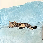 Bug is registered to the contest to win money with this photo: animal, blue_blanket, cat, couch, cozy, curious, domestic_animal, ears, feline, fur, home, indoor, lying_down, paws, pet, relaxed, resting, sleepy, tabby_cat, whiskers