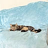Bug is registered to the contest to win money with this photo: animal, blanket, cat, comfortable, couch, cozy, ears, feline, fur, home, indoor, light_blue, paw, pet, relaxed, resting, soft_texture, staring, tabby_cat, whiskers