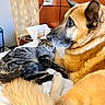 dog, cat, bed, indoor, furniture, lamp, table, coffee_cup, pet, animal, tabby_cat, german_shepherd, fur, relaxing, cozy, home, domestic, closeup, companion, looking