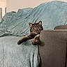 Bug is registered to the contest to win money with this photo: animal, blanket, cat, couch, cozy, domestic_animal, feline, fur, furniture, home, indoor, living_room, paws, pet, relaxed, resting, seat, soft_texture, stretching, tabby