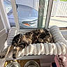 Bug joined the competition — help win amazing prizes! cat, tabby, pet, animal, window, sunlight, bed, fluffy, cozy, indoor, relaxed, stretching, feline, home, comfort, resting, water_bowls, car_outside, screen_window, shelf