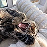 Bug joined the competition — help win amazing prizes! cat, tabby_cat, yawning, teeth, tongue, whiskers, paw, fur, blanket, fluffy, window, sunlight, cozy, resting, indoor, pet, cute, sleepy, relaxing, closeup