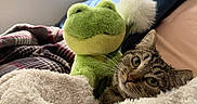 Bug is registered to the contest to win money with this photo: cat, tabby, plush_toy, frog, blanket, bed, window, indoor, cozy, fur, whiskers, soft_texture, relaxed, pet, animal, cute, resting, domestic, curious, furniture
