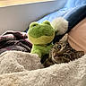 cat, tabby, plush_toy, frog, blanket, bed, window, indoor, cozy, fur, whiskers, soft_texture, relaxed, pet, animal, cute, resting, domestic, curious, furniture