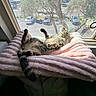 blanket, car, cat, cozy, daylight, fur, home, indoor, parking_lot, paw, pet, pink, relaxed, resting, sleeping, sunlight, tabby, tail, tree, window