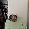 animal, cat, chair, closet, clothing, cozy, curious, domestic, fleece_blanket, fur, furniture, green_blanket, indoor, looking_at_camera, pet, relaxed, sitting, soft_texture, tabby_cat, whiskers
