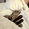 Bug is registered to the contest to win money with this photo: cat, tabby, sleeping, paws, blanket, bed, cozy, fur, pet, animal, resting, indoor, cute, relaxed, white, soft, comfort, warm, feline, closeup