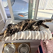 Bug is registered to the contest to win money with this photo: cat, tabby, stretching, window, window_perch, sunlight, pet_bowls, water_bowl, food_bowl, furniture, towel, shelf, indoor, relaxing, cozy, home, wooden_stand, metal_bowl, daylight, resting