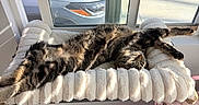 Bug is registered to the contest to win money with this photo: cat, cozy, daylight, food_bowl, furniture, home, indoor, metal_bowl, pet_bowls, relaxing, resting, shelf, stretching, sunlight, tabby, towel, water_bowl, window, window_perch, wooden_stand
