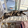 cat, tabby, stretching, window, window_perch, sunlight, pet_bowls, water_bowl, food_bowl, furniture, towel, shelf, indoor, relaxing, cozy, home, wooden_stand, metal_bowl, daylight, resting