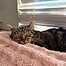 Bug is registered to the contest to win money with this photo: cat, tabby_cat, sleeping, blanket, pink_blanket, indoor, window, blinds, soft_texture, cozy, resting, pet, feline, whiskers, closeup, fur, relaxation, domestic_animal, nap, comfort