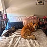 bed, blanket, cat, dog, pillow, lamp, bedroom, pet, furniture, animal, tabby_cat, brown_dog, resting, cozy, indoor, home, wall_art, frame, sleeping_area, relaxing