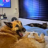 Blue joined the competition — help win amazing prizes! dog, cat, bed, indoor, pet, furniture, window, blinds, television, fan, blanket, relaxing, animal, cozy, happy, lying_down, brown_dog, tabby_cat, room, home