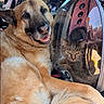 animal, bubble_backpack, car_interior, cat, companion, curious_cat, cute, dog, domestic_animal, fur, happy_dog, indoor, pet_carrier, portrait, reflection, relaxed, seat, smiling_dog, travel, window