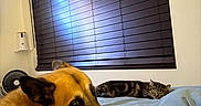 Blue is registered to the contest to win money with this photo: dog, german_shepherd, cat, tabby_cat, bed, blanket, window_blind, indoor, pet, resting, sleeping, animal, fur, cozy, domestic, side_view, calm, relaxed, household, light