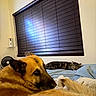 animal, bed, blanket, calm, cat, cozy, dog, domestic, fur, german_shepherd, household, indoor, light, pet, relaxed, resting, side_view, sleeping, tabby_cat, window_blind