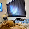 Blue joined the competition — help win amazing prizes! dog, cat, bed, blanket, window, blinds, indoor, resting, sleeping, pet, fur, cozy, home, fan, wall, soft_light, animal, relaxation, comfort, peaceful