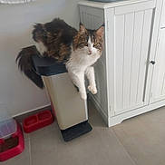 Anthea a rejoint le concours — aidez-le/la à gagner de superbes lots ! cat, trash_bin, kitchen, cabinet, floor, pet_food_bowl, pet_water_bowl, mug, curious, fluffy, indoor, white_cabinet, tile_floor, pet, animal, feline, curious_look, household, container, perched