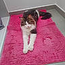 cat, fluffy_cat, pink_rug, stretching, indoor, floor, corner, white_wall, gray_tiles, relaxed, pet, animal, feline, long_fur, calm, domestic, cute, paws, portrait, resting