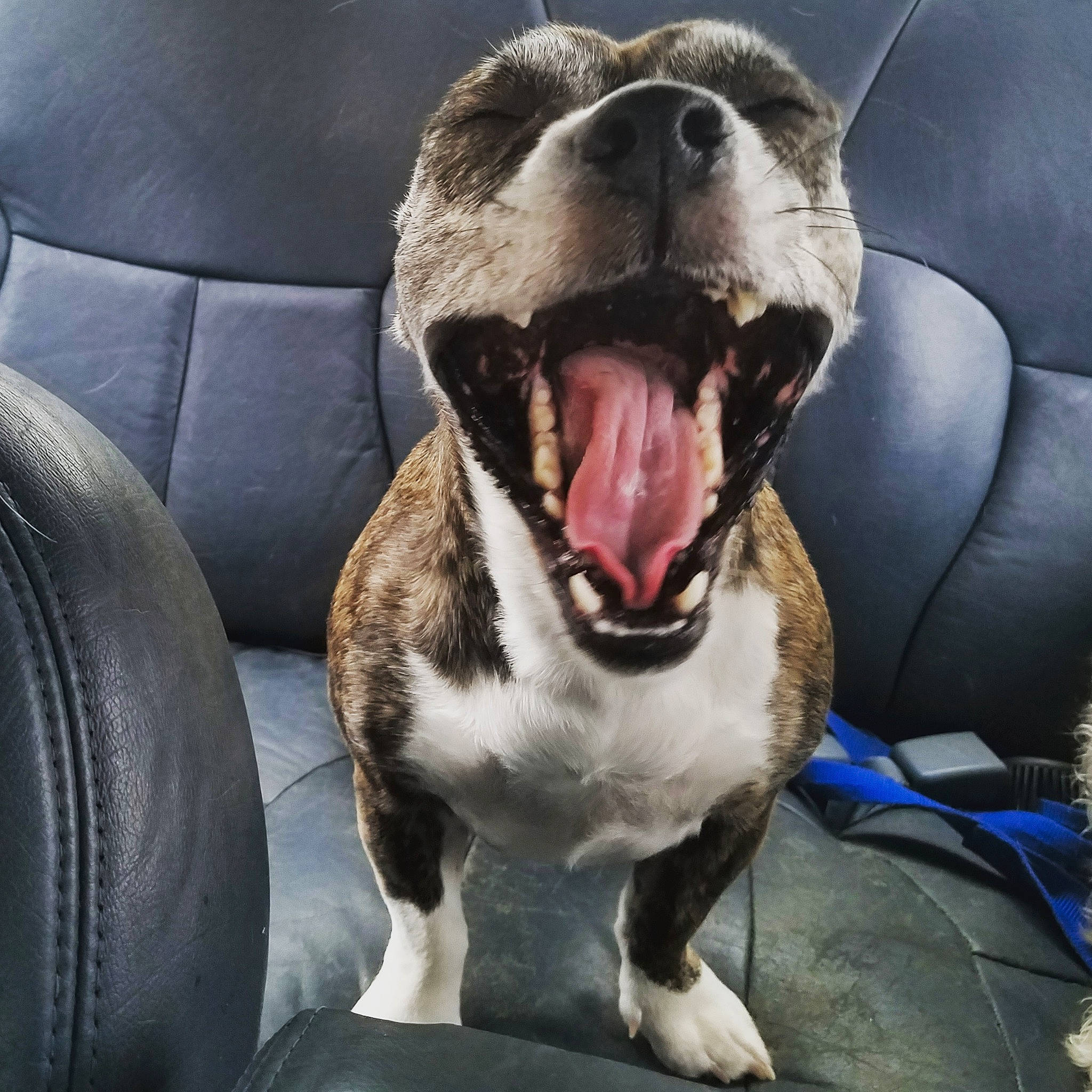 Harlee Dee joined the competition — help win amazing prizes! american_bulldog, american_pit_bull_terrier, american_staffordshire_terrier, canidae, carnivore, dog, dog_breed, facial_expression, mammal, mouth, non_sporting_group, nose, pit_bull, sky, snout, sporting_group, staffordshire_bull_terrier, tooth, vertebrate, yawn