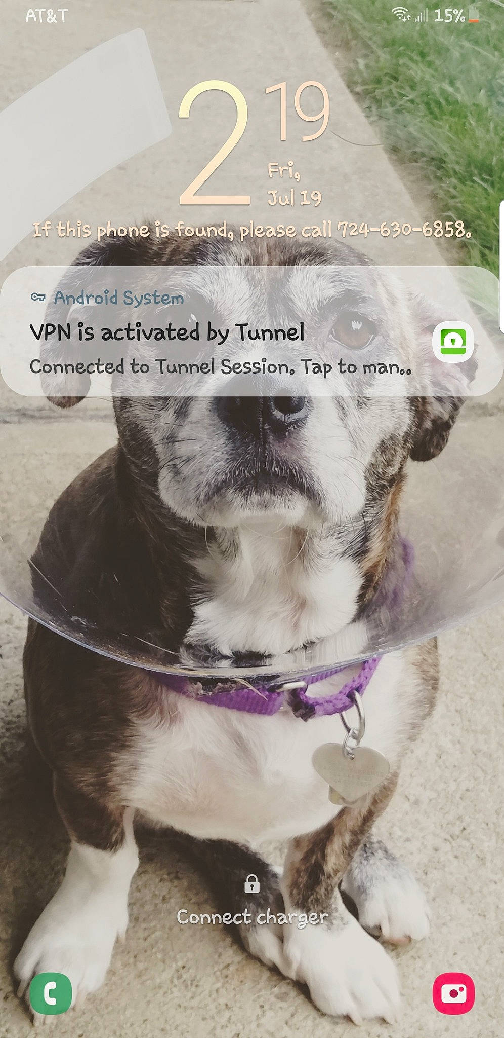 Harlee Dee joined the competition — help win amazing prizes! american_pit_bull_terrier, american_staffordshire_terrier, canidae, carnivore, collar, dog, dog_breed, fawn, non_sporting_group, photo_caption, pit_bull, puppy, snout