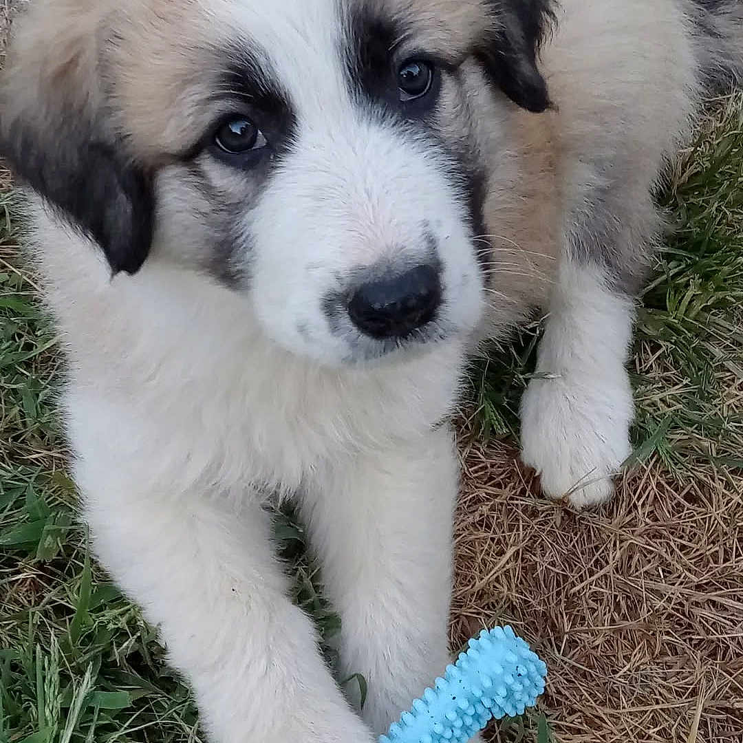 Bailey Jo joined the competition — help win amazing prizes! puppy, dog, animal, pet, grass, toy, blue_toy, cute, fluffy, outdoor, playful, young_dog, canine, fur, paw, nature, looking_up, adorable, chew_toy, pet_toy