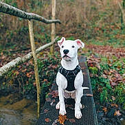Yuka participe au concours pour gagner de l'argent avec cette photo : animal, autumn_leaves, background_blur, bridge, canine, daylight, dog, fall, forest, greenery, harness, leaves, metal_surface, nature, outdoor, path, pet, sitting, trees, white_dog